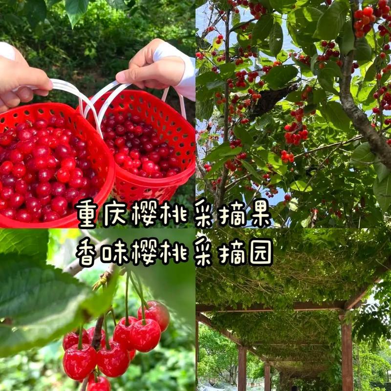 大连樱桃——夏季最佳口感（几月份成熟上市，品尝绝佳享受）-第3张图片-绿意生活