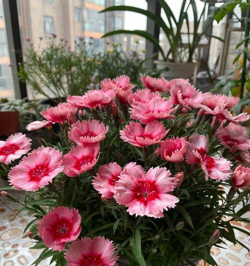 海石竹花期长短及注意事项（探寻海石竹花期之谜，打造花园美景）-第1张图片-绿意生活