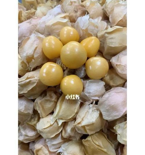 探秘姑娘果，了解其奇妙味道（你所不知道的姑娘果）-第2张图片-绿意生活