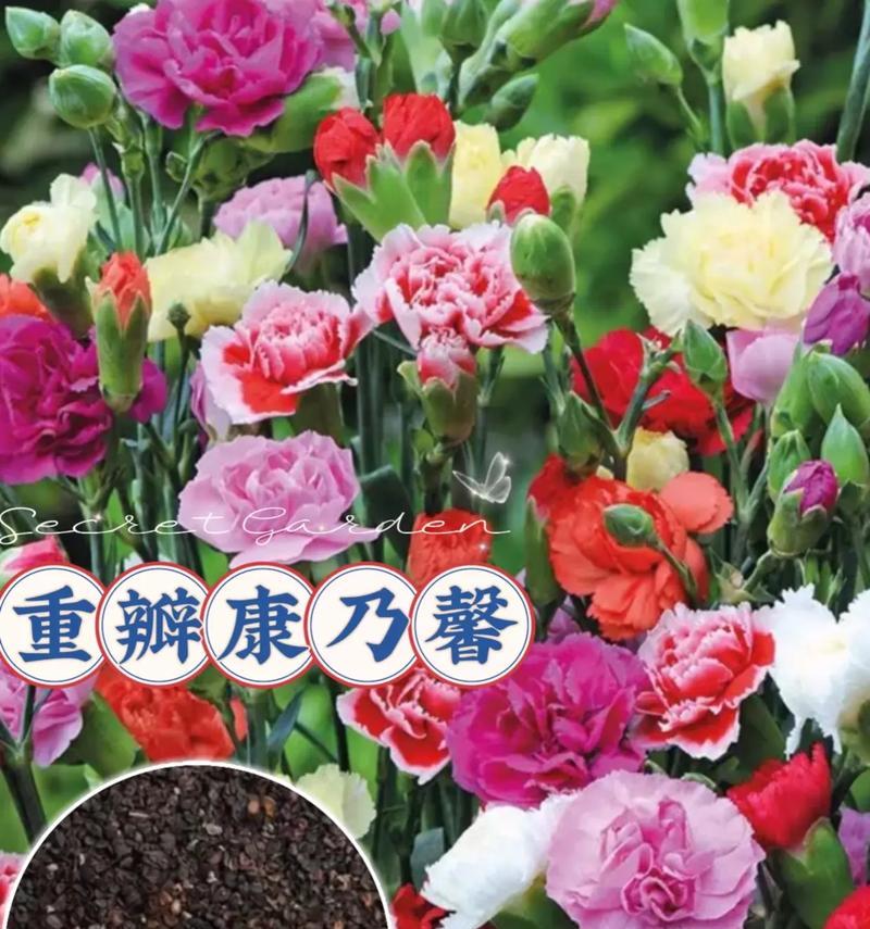 康乃馨种子的最佳播种时间（如何选择最适合的播种时间来种植康乃馨？）-第1张图片-绿意生活