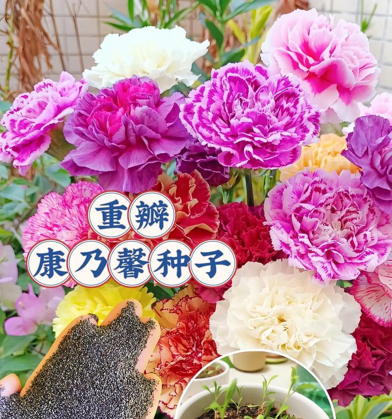 康乃馨种子的最佳播种时间（如何选择最适合的播种时间来种植康乃馨？）-第2张图片-绿意生活