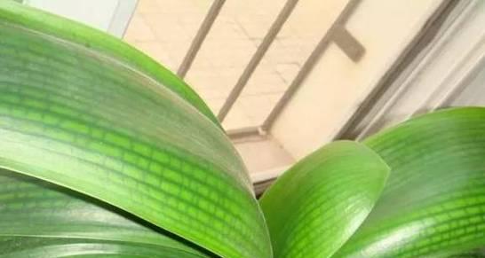 废油种花，环保又省钱（废油适合浇什么花？教你选花种类及使用技巧）-第1张图片-绿意生活
