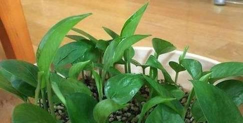 废油种花，环保又省钱（废油适合浇什么花？教你选花种类及使用技巧）-第2张图片-绿意生活