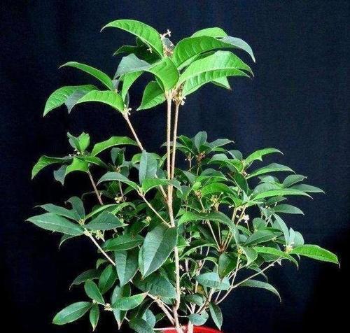 如何正确换盆你的桂花？（时间、步骤和技巧，让你的桂花焕发新生命）-第2张图片-绿意生活