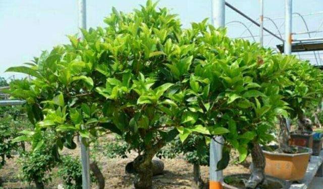 如何正确换盆你的桂花？（时间、步骤和技巧，让你的桂花焕发新生命）-第3张图片-绿意生活