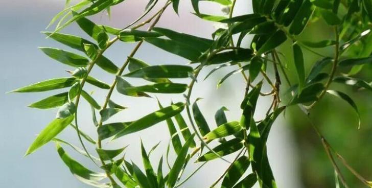 怎样分盆让凤尾竹更容易成活？（学会正确分盆，保障凤尾竹生长的健康）-第2张图片-绿意生活