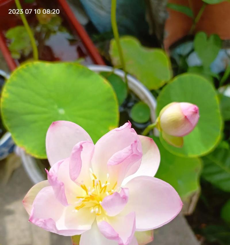 碗莲如何养才能开花多（打造花海，轻松种植碗莲）-第1张图片-绿意生活