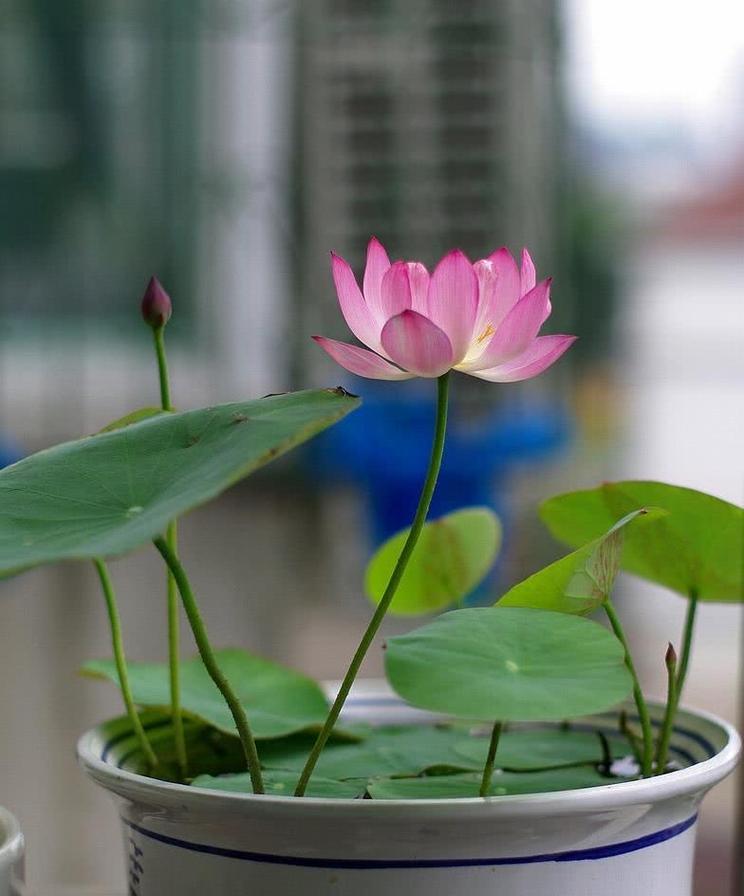 碗莲如何养才能开花多（打造花海，轻松种植碗莲）-第3张图片-绿意生活