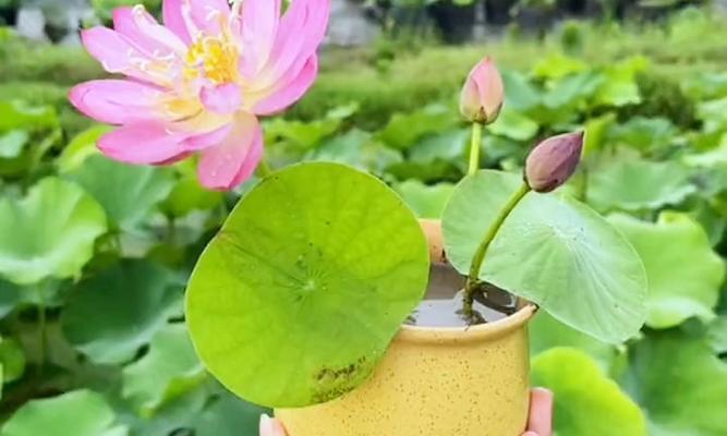 碗莲如何养才能开花多（打造花海，轻松种植碗莲）-第2张图片-绿意生活