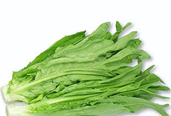 麦菜生长周期的探究（掌握麦菜生长周期，提高种植效率与产量）-第2张图片-绿意生活