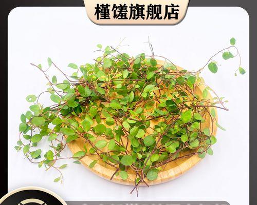如何拯救根烂的吊兰？（掌握这些技巧，让吊兰重新焕发生机）-第2张图片-绿意生活