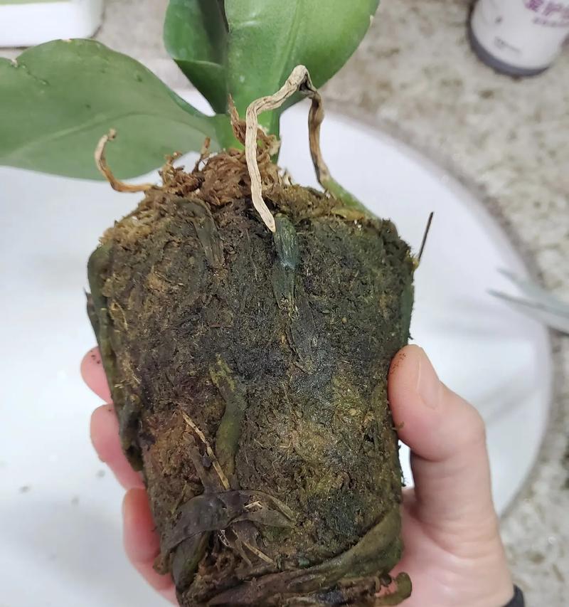 如何拯救根烂的吊兰？（掌握这些技巧，让吊兰重新焕发生机）-第3张图片-绿意生活