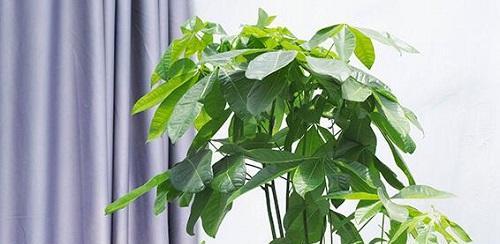 金银花的空气净化与吸甲醛作用（探究金银花的空气净化效果和吸附甲醛的能力）-第1张图片-绿意生活
