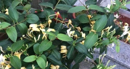 金银花的空气净化与吸甲醛作用（探究金银花的空气净化效果和吸附甲醛的能力）-第2张图片-绿意生活