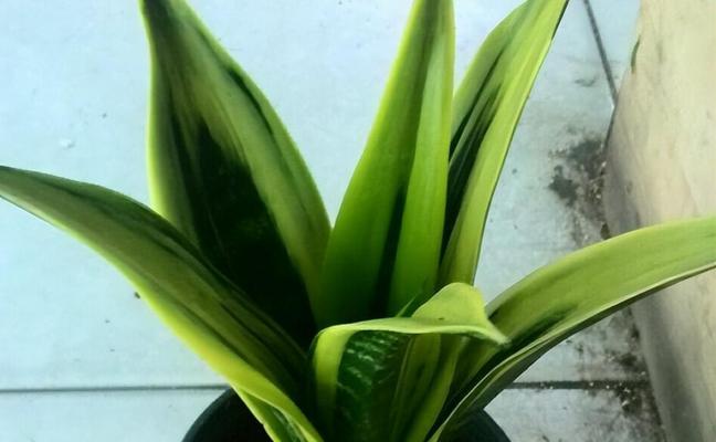 虎皮兰可否用啤酒浇水？（解析虎皮兰浇水的正确方法与注意事项）-第3张图片-绿意生活