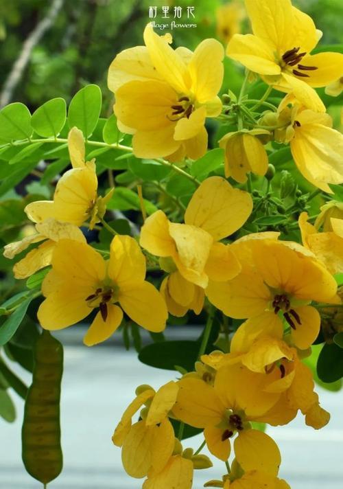 黄花槐的开花时间及特点（探秘黄花槐开放的季节和生长环境）-第2张图片-绿意生活
