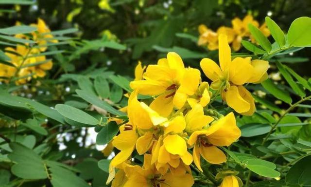黄花槐的开花时间及特点（探秘黄花槐开放的季节和生长环境）-第1张图片-绿意生活