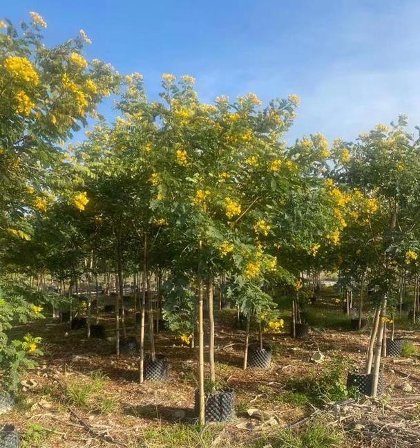 黄花槐的开花时间及特点（探秘黄花槐开放的季节和生长环境）-第3张图片-绿意生活