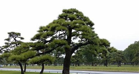 黑松换盆后浇水技巧（掌握正确的浇水频率，让黑松健康成长）-第3张图片-绿意生活