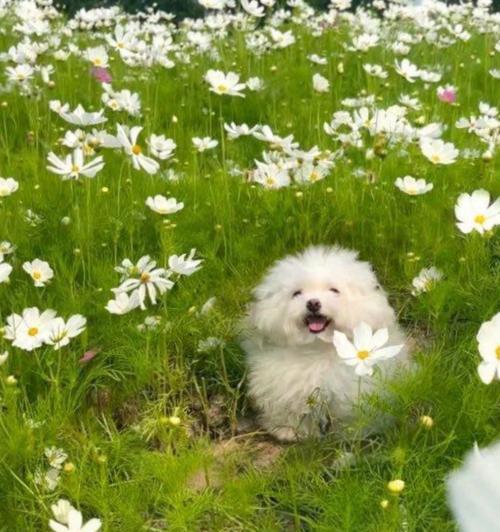 菊花代表什么生肖：探究菊花文化与生肖的深度关联-第2张图片-绿意生活