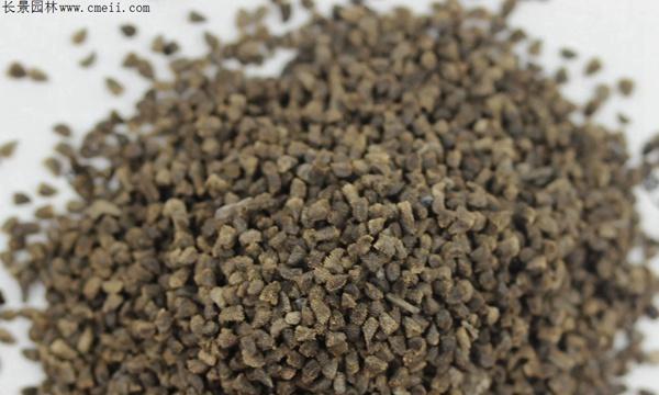 千鸟草的种植技巧（如何选择合适的播种时间及方法）-第1张图片-绿意生活