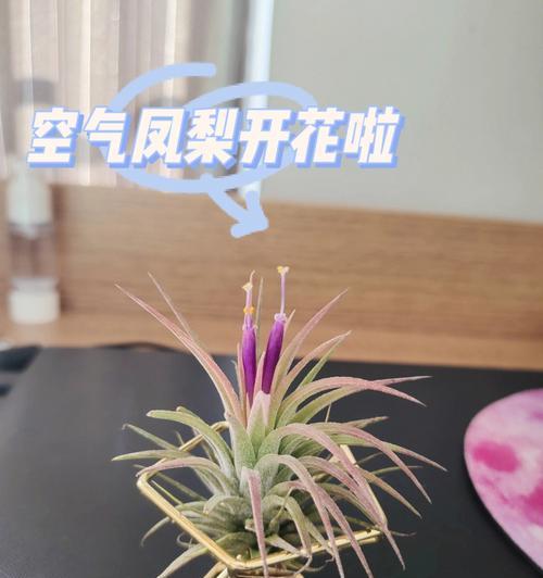 详解凤梨花的养殖方法与注意事项（养殖技巧、鉴别方法、病虫害防治等全面解析）-第2张图片-绿意生活