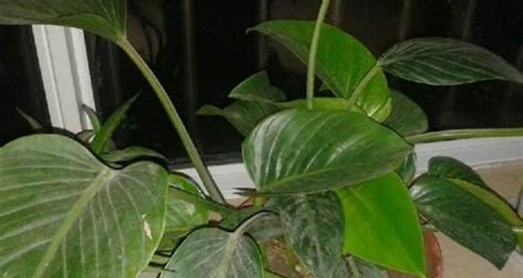 厨房适合放什么植物，风水好不好？（打造健康、舒适、美观的厨房空间）-第3张图片-绿意生活
