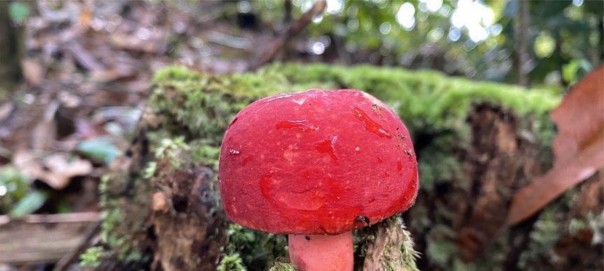 红菇采摘时间及最佳时间（红菇的生长周期与采摘技巧）-第3张图片-绿意生活