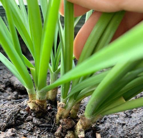 探秘韭菜喜欢阳光的原因（一起了解这个喜阳植物吧！）-第2张图片-绿意生活