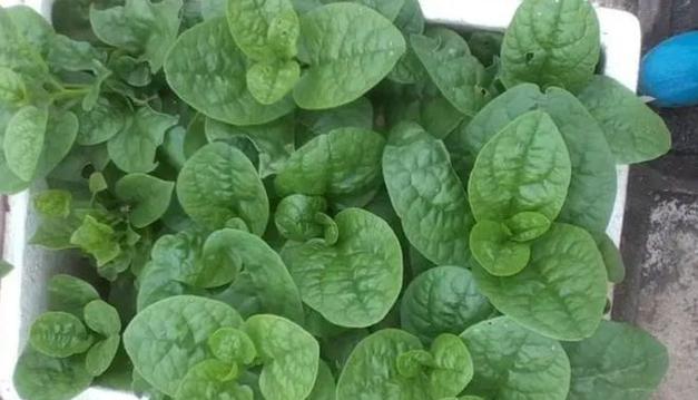 探秘韭菜喜欢阳光的原因（一起了解这个喜阳植物吧！）-第1张图片-绿意生活