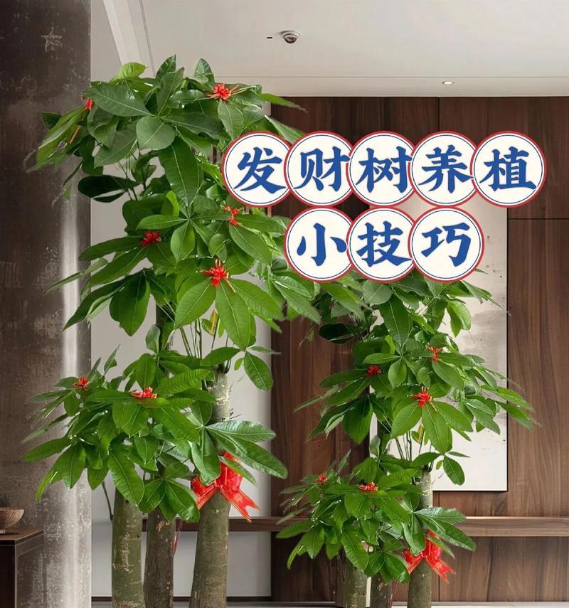 发财树剪枝时间及技巧详解（让你的发财树更健康、更美丽）-第1张图片-绿意生活