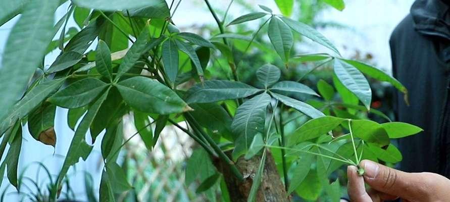 发财树剪枝时间及技巧详解（让你的发财树更健康、更美丽）-第2张图片-绿意生活
