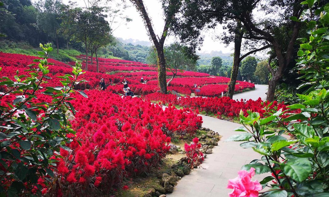 探秘鸡冠花的花期（春季花开，璀璨绽放）-第1张图片-绿意生活