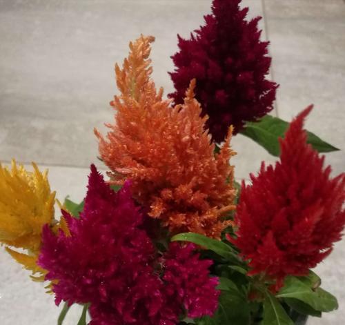 探秘鸡冠花的花期（春季花开，璀璨绽放）-第2张图片-绿意生活