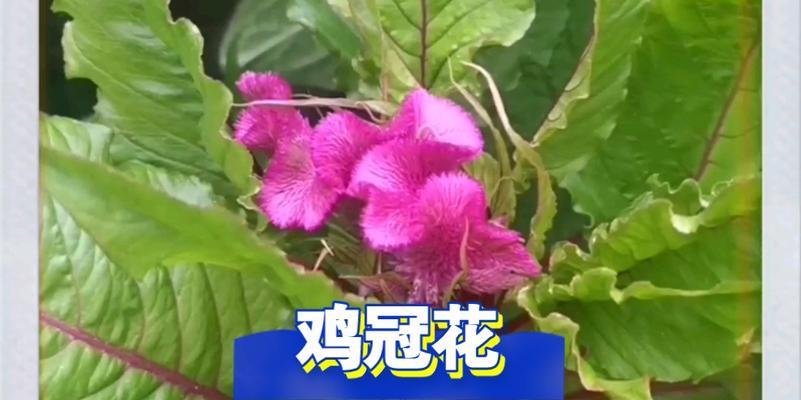 探秘鸡冠花的花期（春季花开，璀璨绽放）-第3张图片-绿意生活