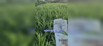 生姜肥料管理指南（时间、方法及注意事项）-第3张图片-绿意生活