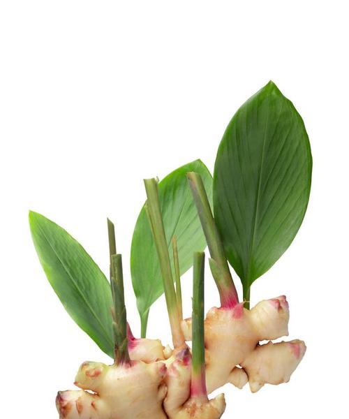 生姜肥料管理指南（时间、方法及注意事项）-第2张图片-绿意生活