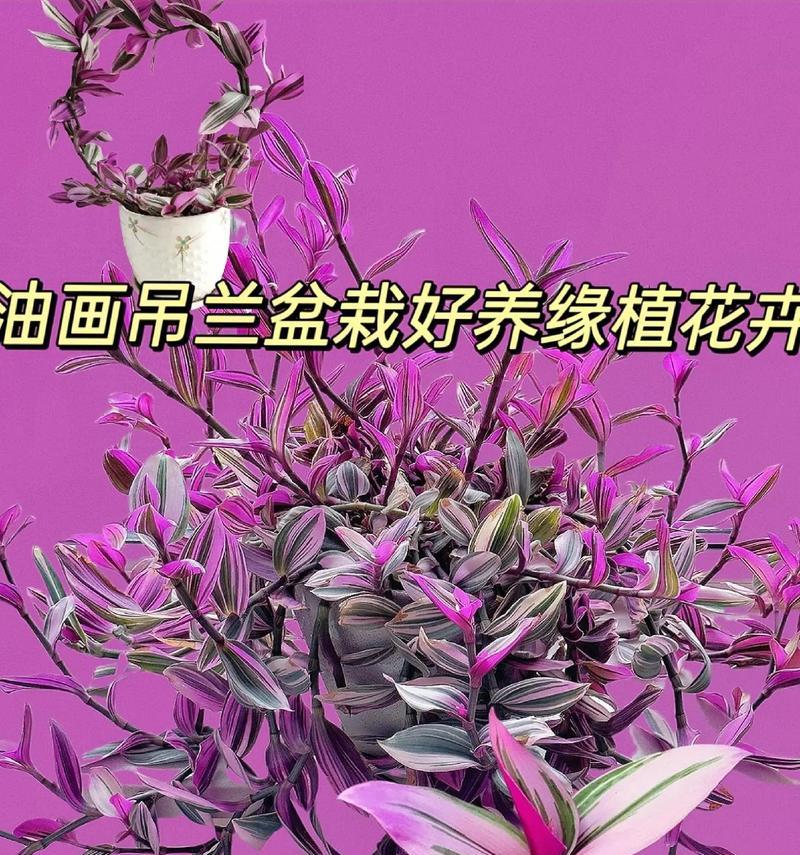 阳台摆放吊兰的正确方法（让你的阳台充满绿意，让心情愉悦）-第2张图片-绿意生活