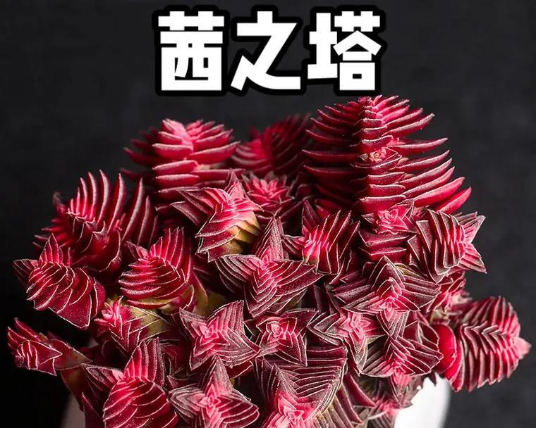 方塔多肉养殖全攻略（从选种到养护，教你轻松养活方塔多肉）-第3张图片-绿意生活