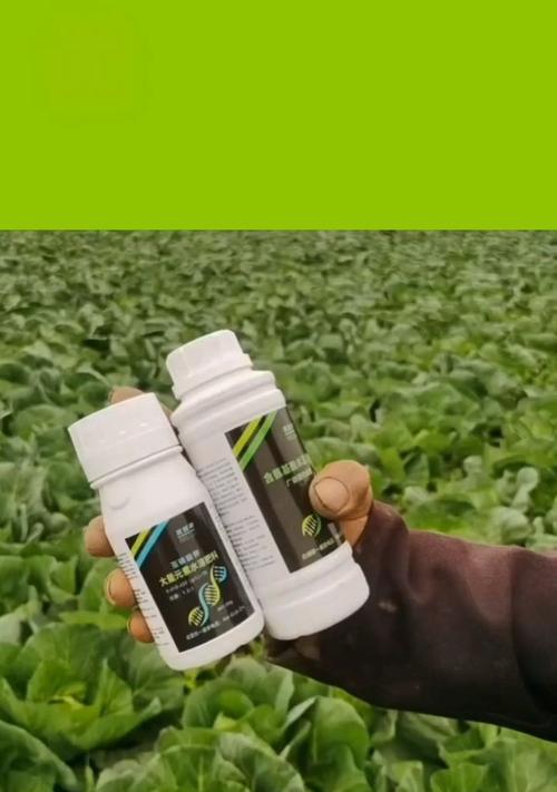 包心菜肥料选择与施肥技巧（全面了解包心菜营养需求，提高产量和品质）-第2张图片-绿意生活
