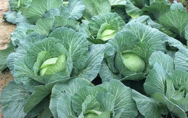 包心菜肥料选择与施肥技巧（全面了解包心菜营养需求，提高产量和品质）-第1张图片-绿意生活