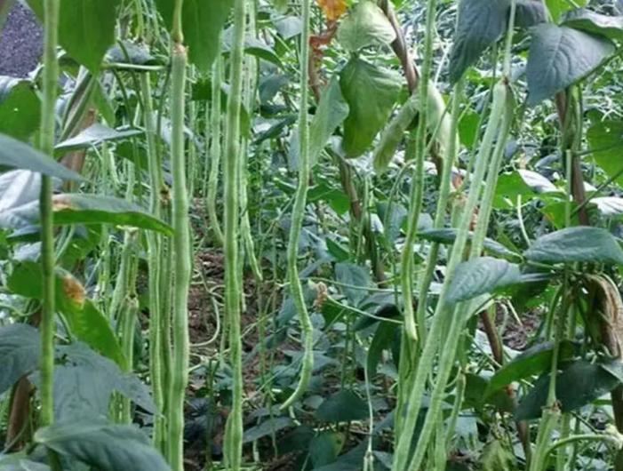 地芸豆种植全攻略（种植时间、方法、注意事项等详解）-第2张图片-绿意生活