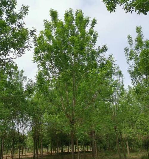 探秘白蜡木的神奇魅力（了解白蜡木的特性及用途）-第2张图片-绿意生活