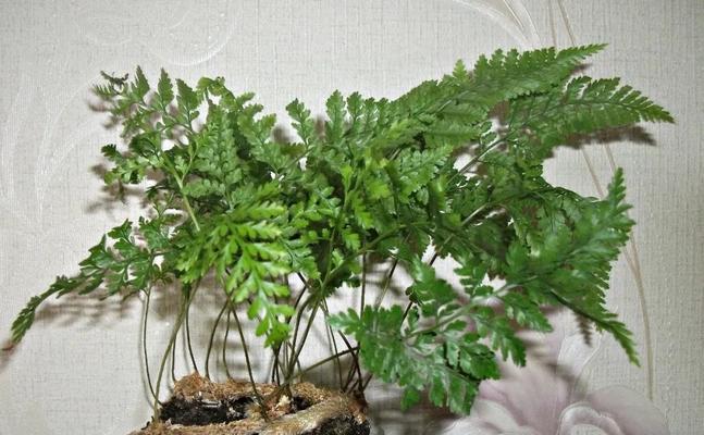 狼蕨是种子植物吗？（探究狼蕨的生物分类与特征）-第2张图片-绿意生活