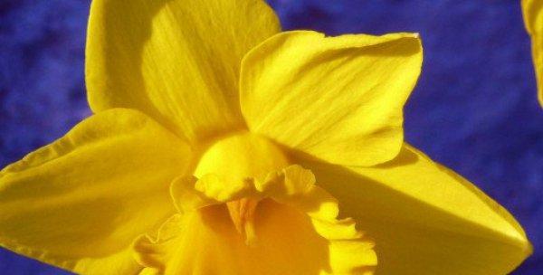 水仙花的冬季管理（水仙花的耐寒性及室外养护技巧）-第2张图片-绿意生活