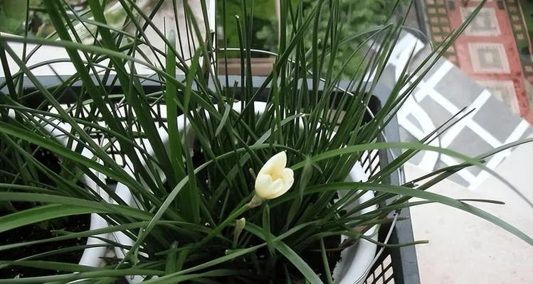 风雨兰的催花方法与技巧（助您让风雨兰早日开花）-第1张图片-绿意生活