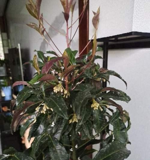 如何种植富贵籽（详细介绍富贵籽的种植方法和注意事项）-第1张图片-绿意生活