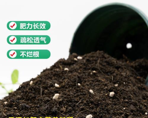 如何种植富贵籽（详细介绍富贵籽的种植方法和注意事项）-第3张图片-绿意生活