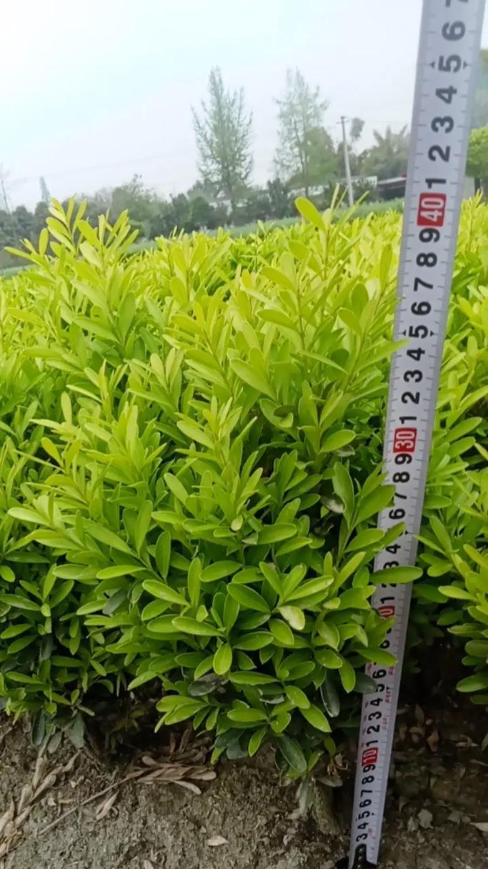 黄杨到底是草本植物还是木本植物？（从分类和特征两个角度探讨黄杨的植物属性）-第2张图片-绿意生活