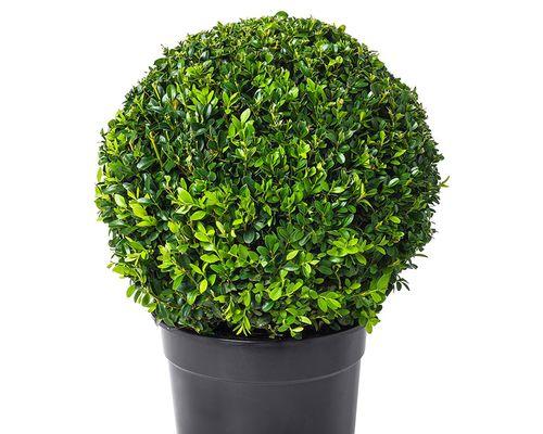 黄杨到底是草本植物还是木本植物？（从分类和特征两个角度探讨黄杨的植物属性）-第3张图片-绿意生活